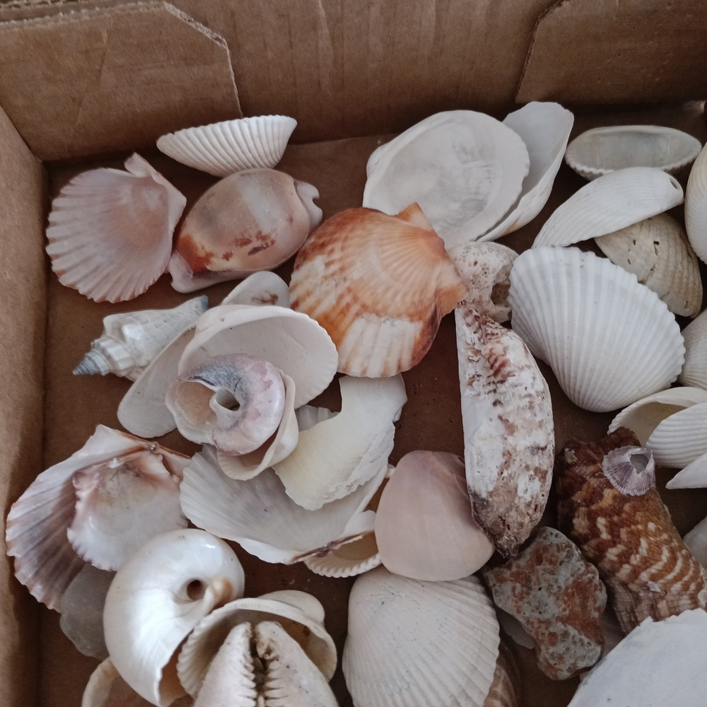 Assorted Seashell Collection - Picture 3 of 6